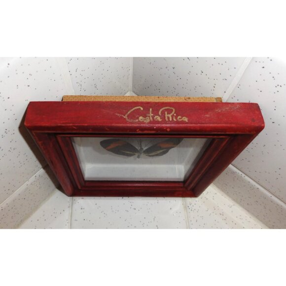 Vintage Framed Postman Butterfly oddity curiosity entomology insect wall hanging - Picture 9 of 10